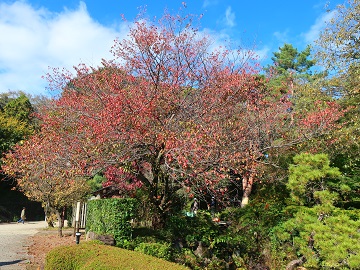 日本庭園西側入口