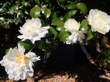 カンツバキの花