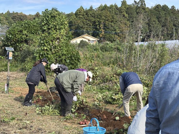 芋ほりイベントの様子1