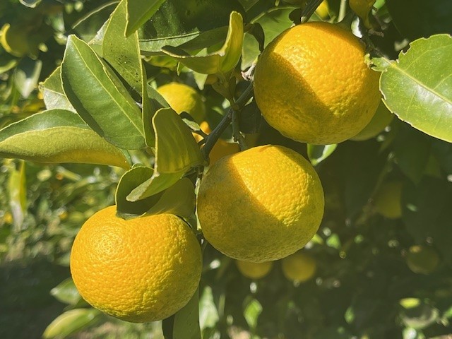 秩父黄金かぼすの実が複数なっている様子