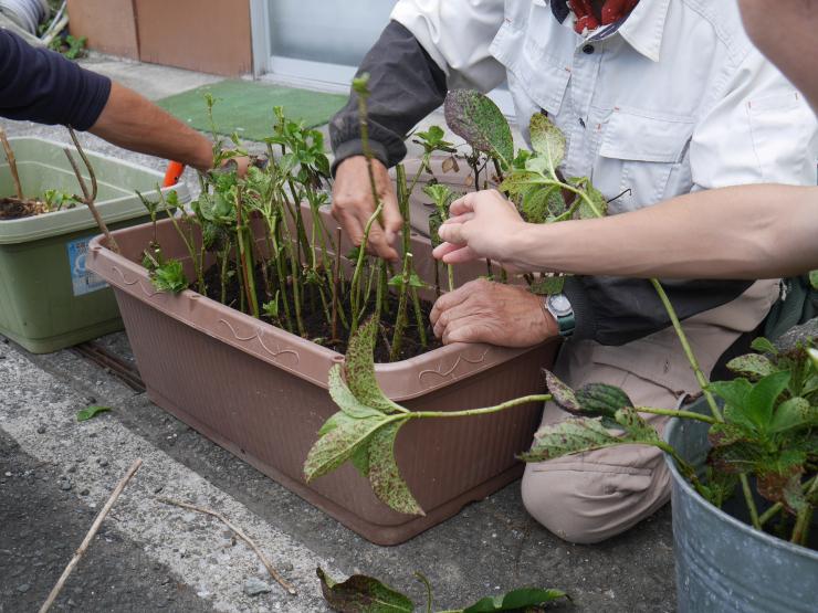 写真：プランターに枝を挿している様子