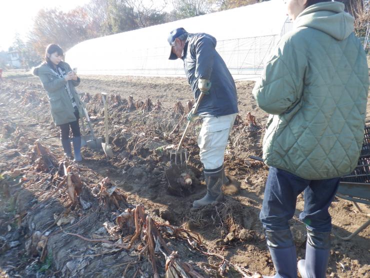 丸系八つ頭とわっしょい大使