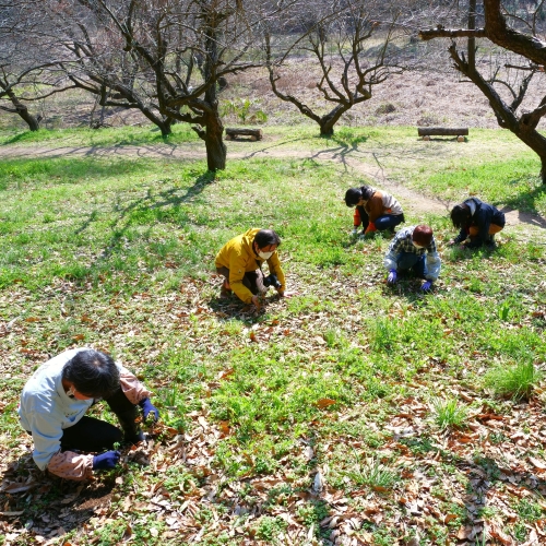 里山の管理作業をする様子の写真
