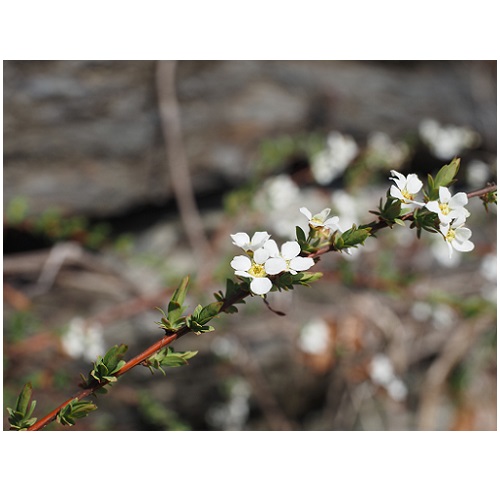 ユキヤナギの画像