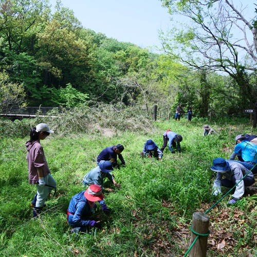 里山の管理作業をする様子の写真