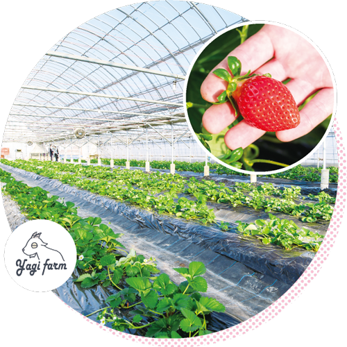 八木観光農園の写真