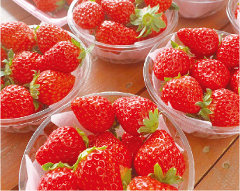 いちごの写真