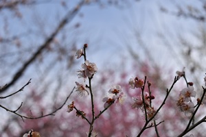 紅冬至_20260220