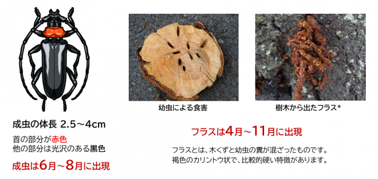 クビアカツヤカミキリの特徴