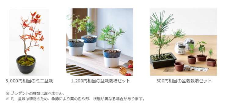 癒しのグリーン（盆栽）プレゼント