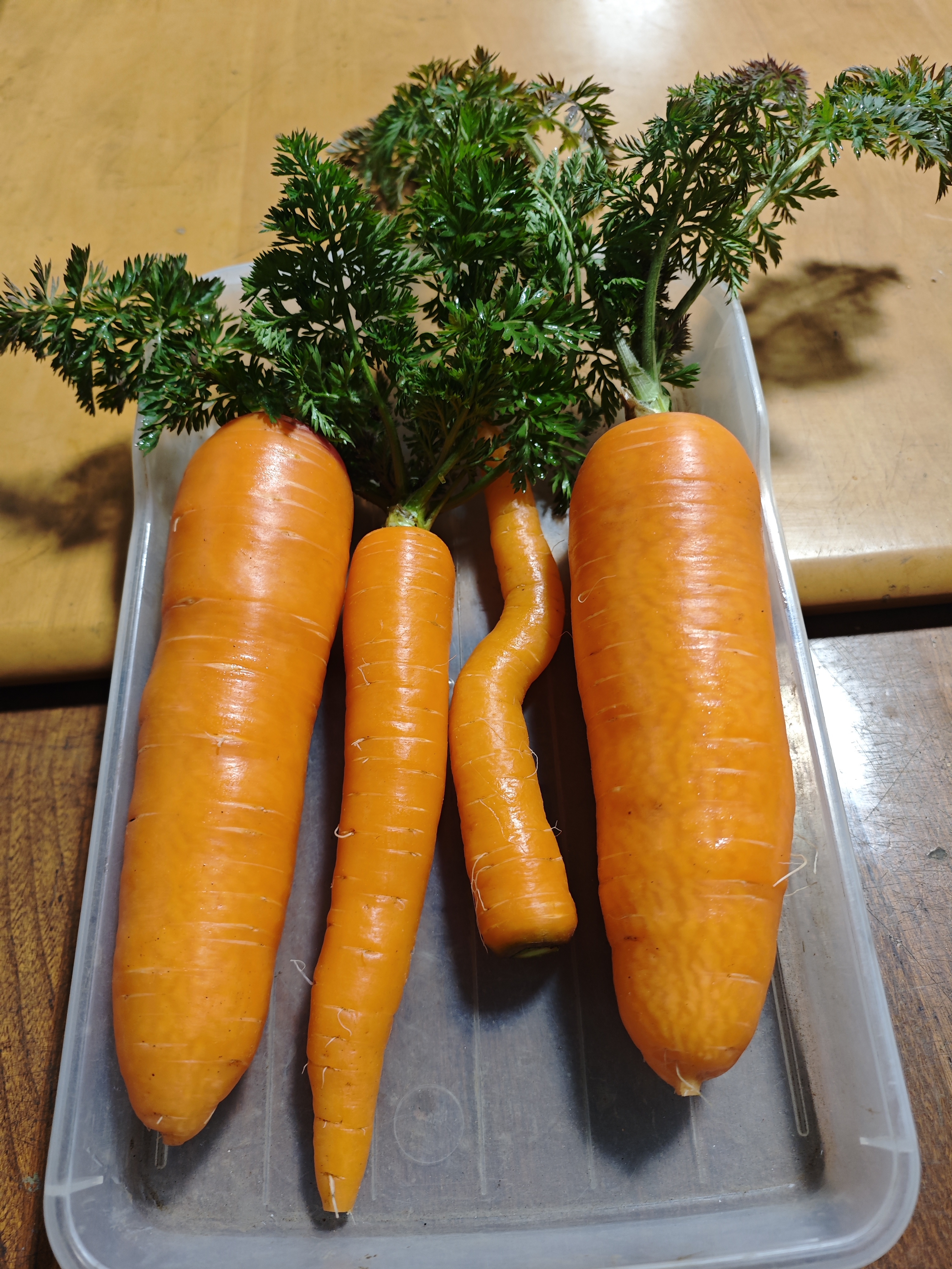 収穫をして洗った冬にんじんが並んでいる様子