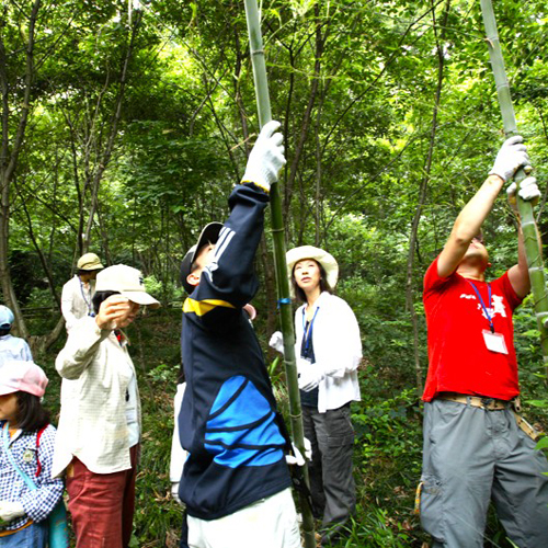 竹を除伐する様子の写真