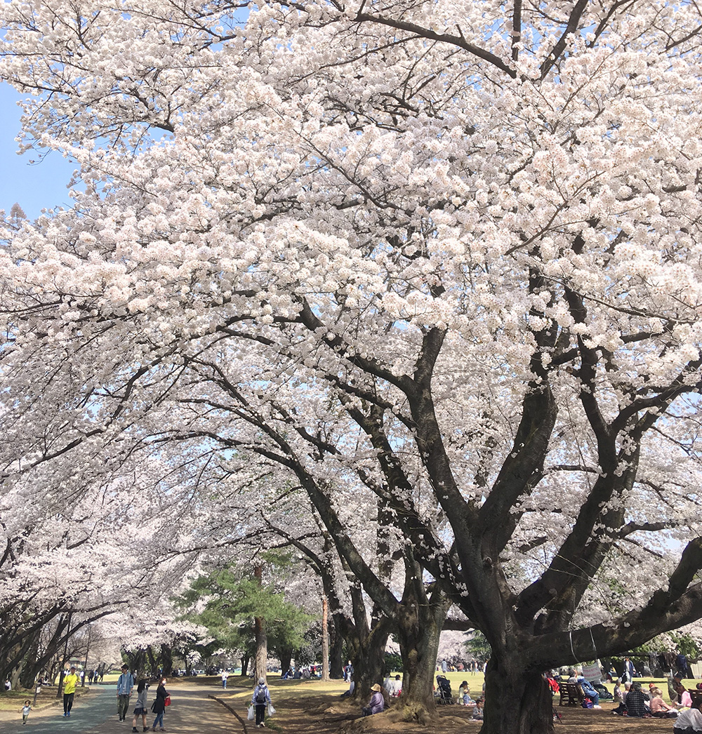 狭山稲荷山公園の写真