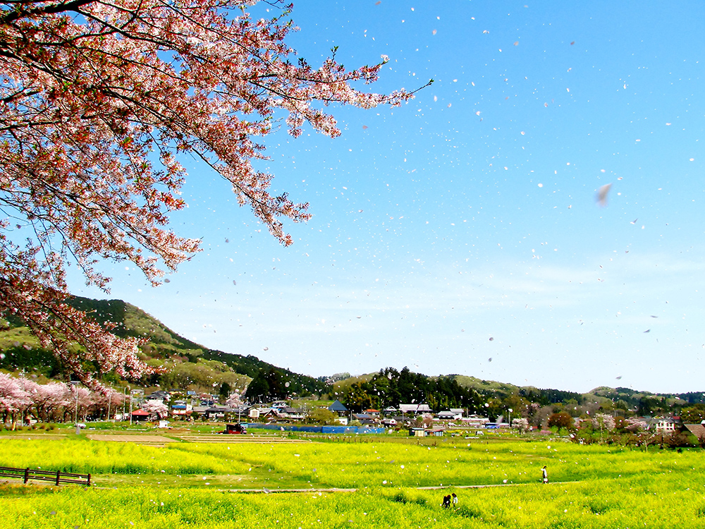 巾着田曼珠沙華公園の写真