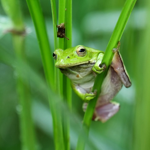 カエルの写真