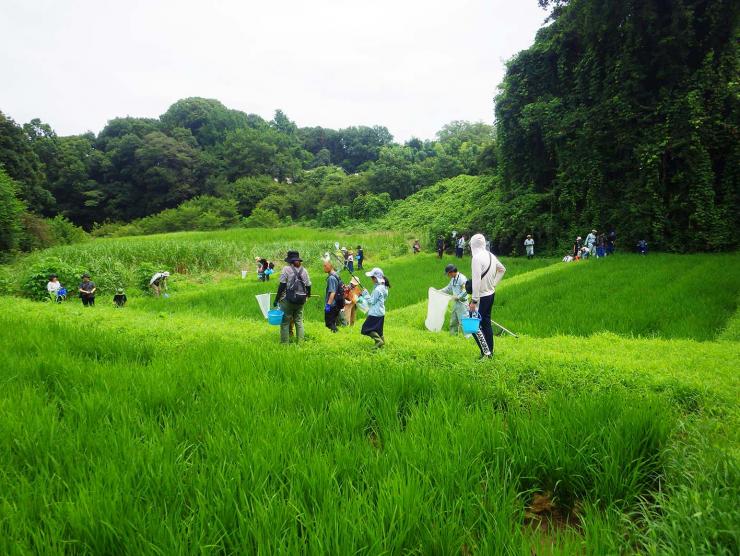 arakawa2
