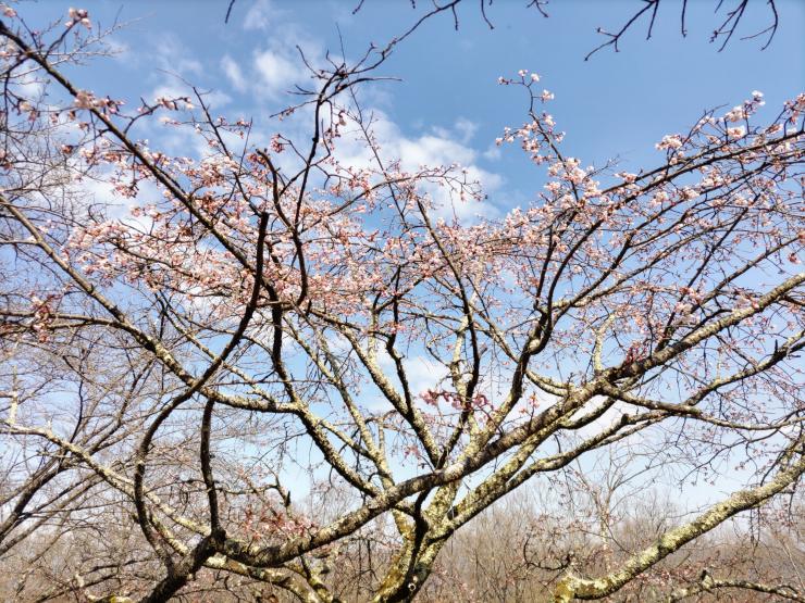 オオカンザクラ2R8.3.23