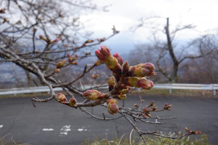 ソメイヨシノ蕾アップR3.3.27