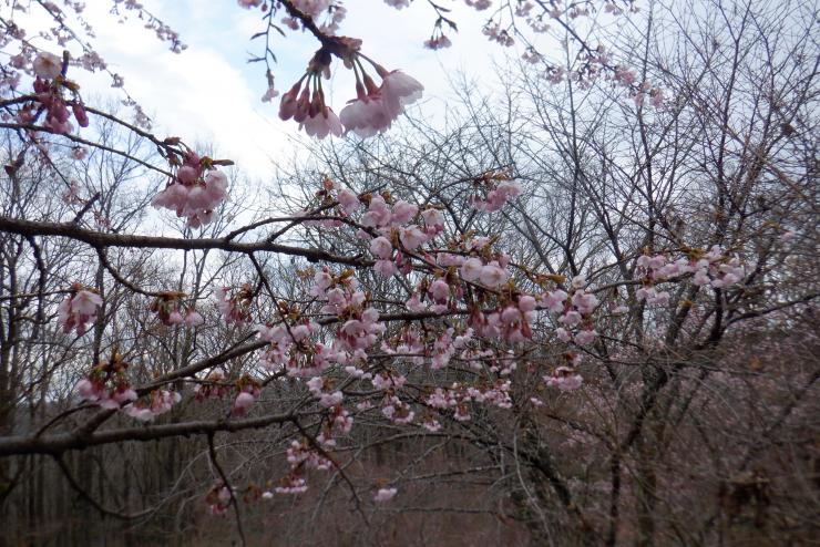 オオカンザクラR8.3.27