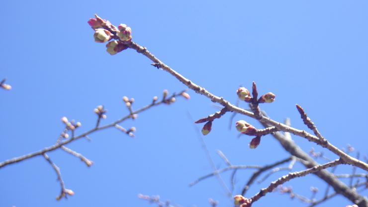 オオカンさくら2