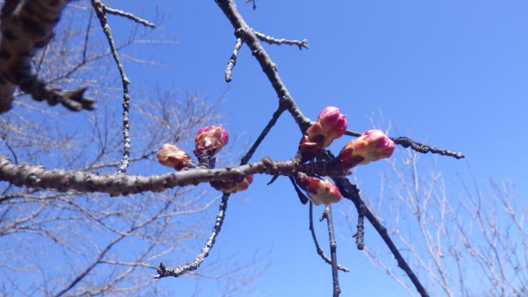 オオカンさくら