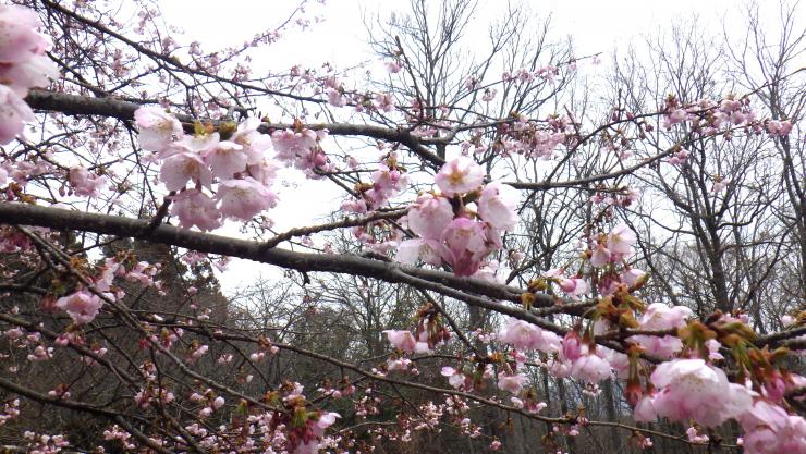 オオカンザクラ2