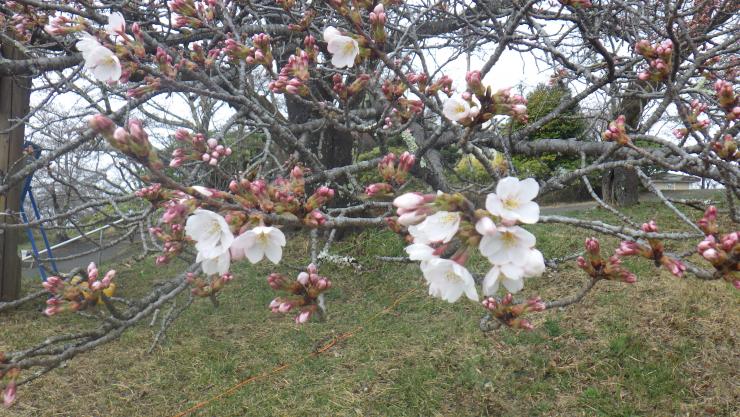ソメイヨシノ開花