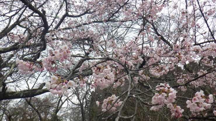 オオカンザクラ満開2