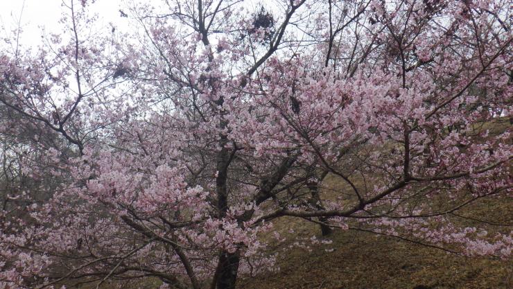 オオカンザクラ満開3