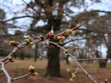 ソメイヨシノの蕾