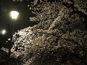雨の夜桜