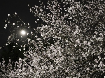 朧月夜