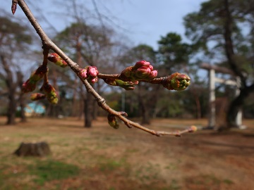 ピンク色の蕾