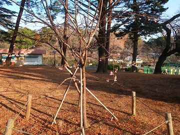 木の様子