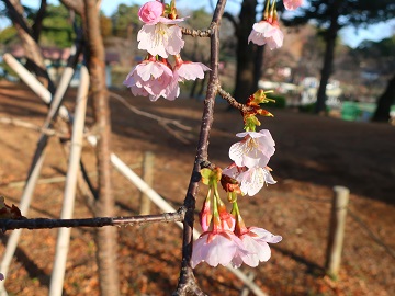 花の様子