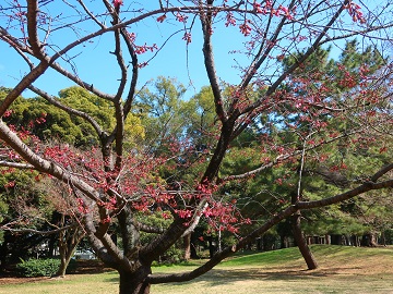 うっすらと紅色の枝