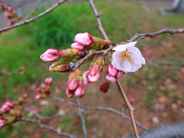 ソメイヨシノの花
