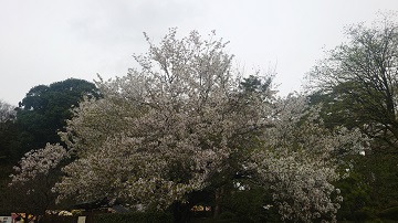 日本庭園横の桜