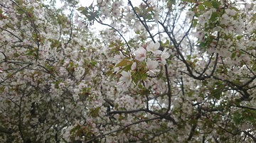 桜の状況4月5日