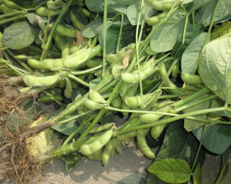 えだまめ三郷市