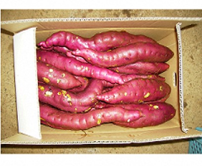 さつまいも川越