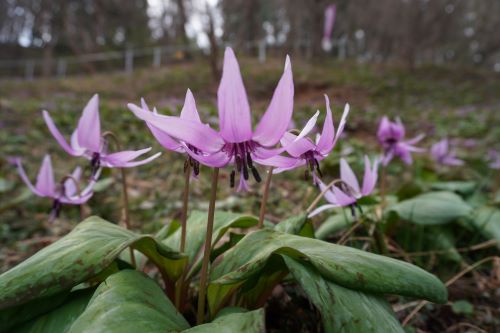 カタクリの花3