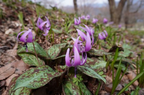 カタクリの花4