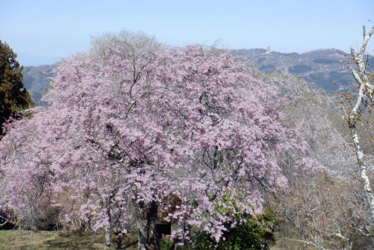 ソメイヨシノ花吹雪