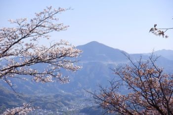 ヤマザクラ満開