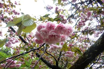 八重桜7