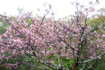 八重桜6
