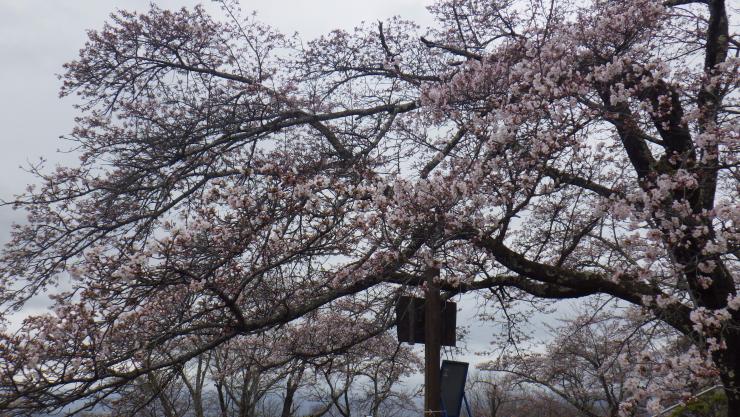 ソメイヨシノの8-1