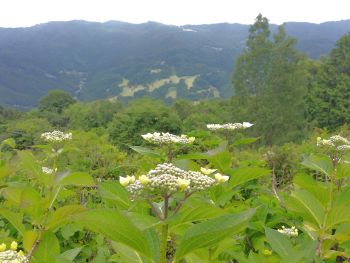 紫陽花開花