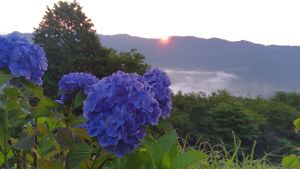 アジサイ